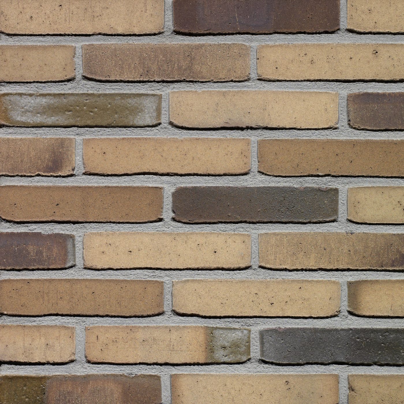 Milosa Hoornbloem - imagine 2